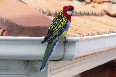 Picture of a parakeet resting on a gutter.